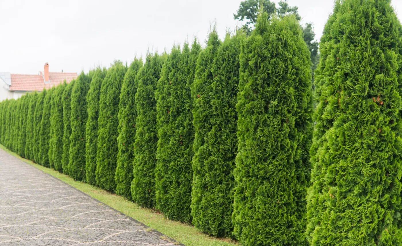 thuja żywotnik
