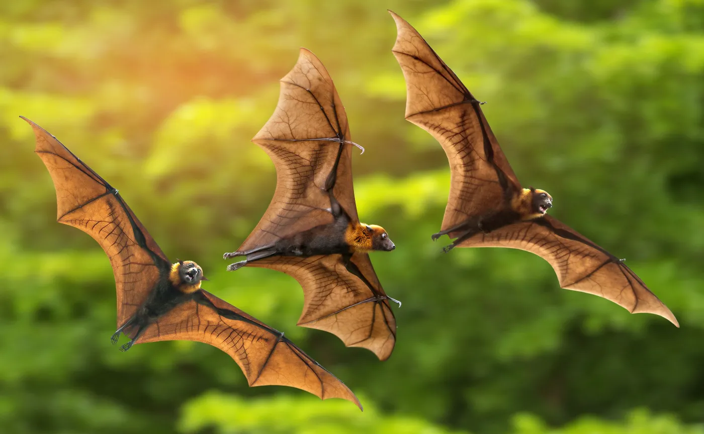 Nietoperze terroryzują australijskie miasteczko. "Biblijna plaga"