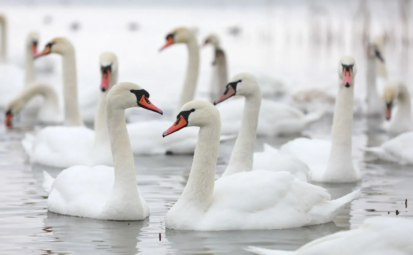 Łabędzie jadły szkodliwy dla ich organizmu mak. Ptaki padły