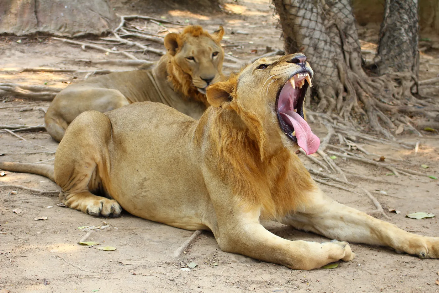 Lwica w Berlinie. W akcji poszukiwania biorą udział setki policjantów