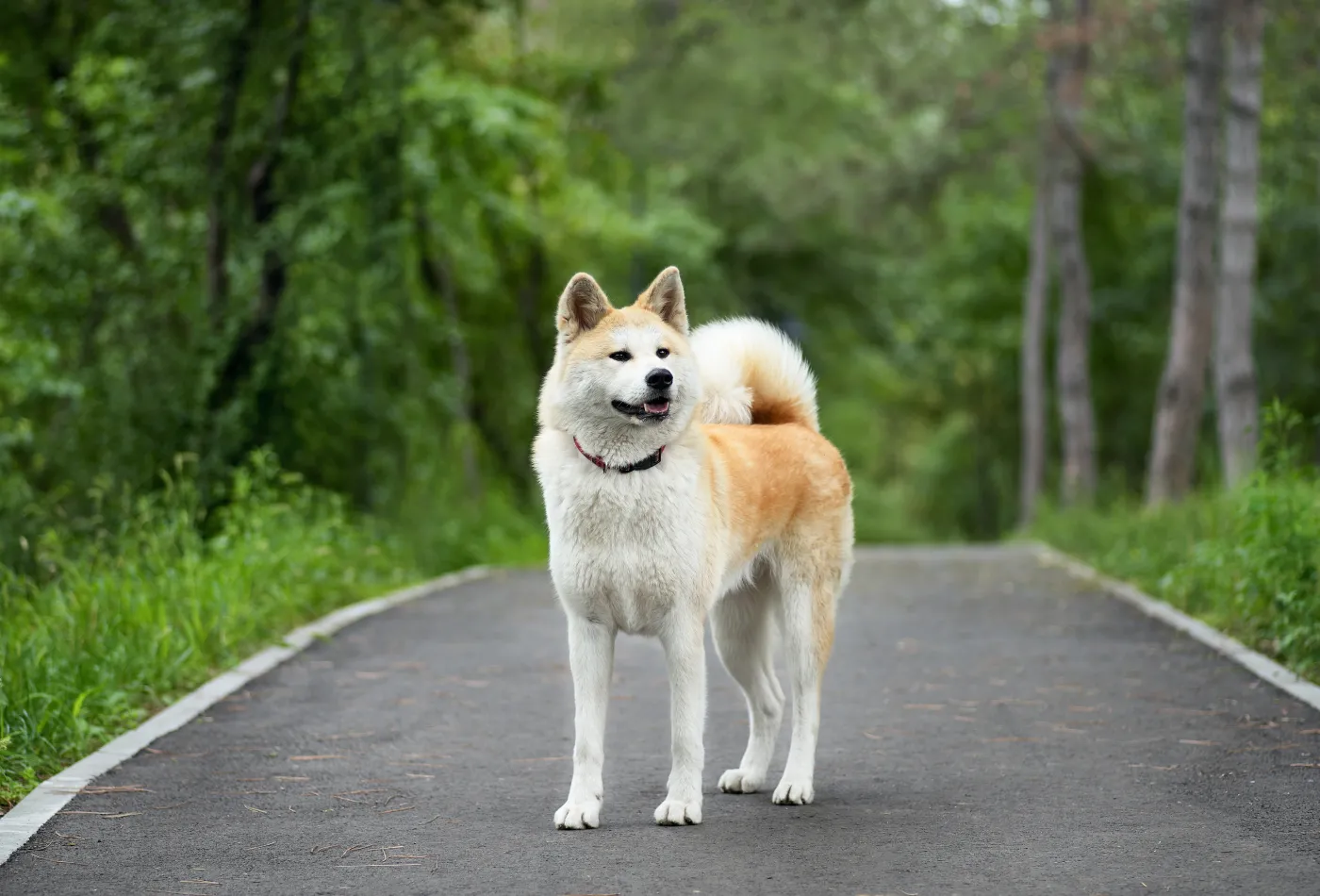 akita-inu-37884305.jpg