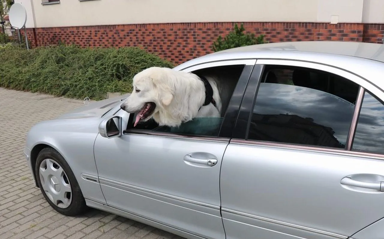 Ukradli Mercedesa z wielkim psem w środku. Potem było już tylko gorzej