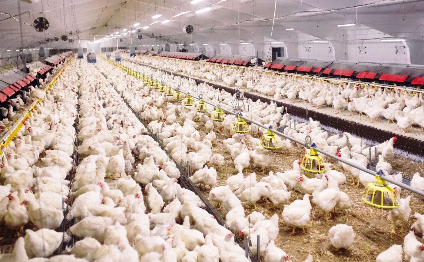 Czesi odkryli salmonellę w kurczakach z Polski