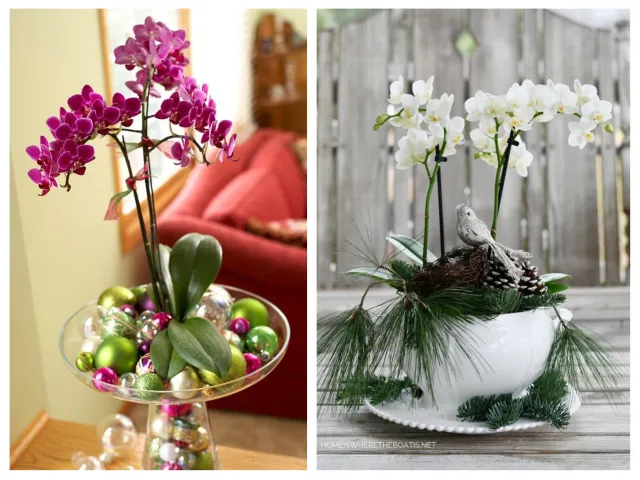 Masz w domu storczyk? Wykorzystaj go jako element świątecznej dekoracji [FOTO]