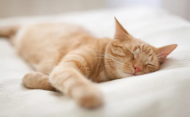 Choroba kociego pazura. Jakie ma objawy i dla kogo jest szczególnie niebezpieczna?