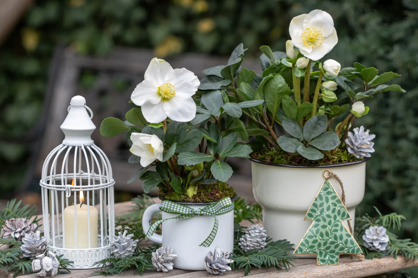 Rośliny kwitnące, które dodadzą wnętrzom magii i ciepła w Boże Narodzenie [FOTO]