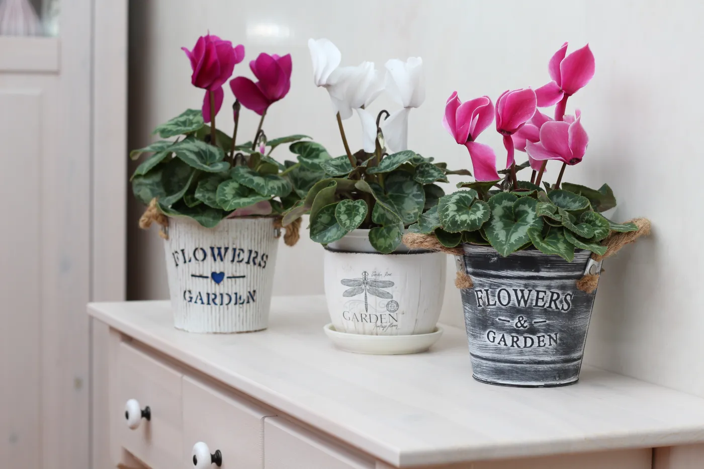 Jak prawidłowo dbać o cyklamen zimą, by pięknie kwitł i zdrowo rósł