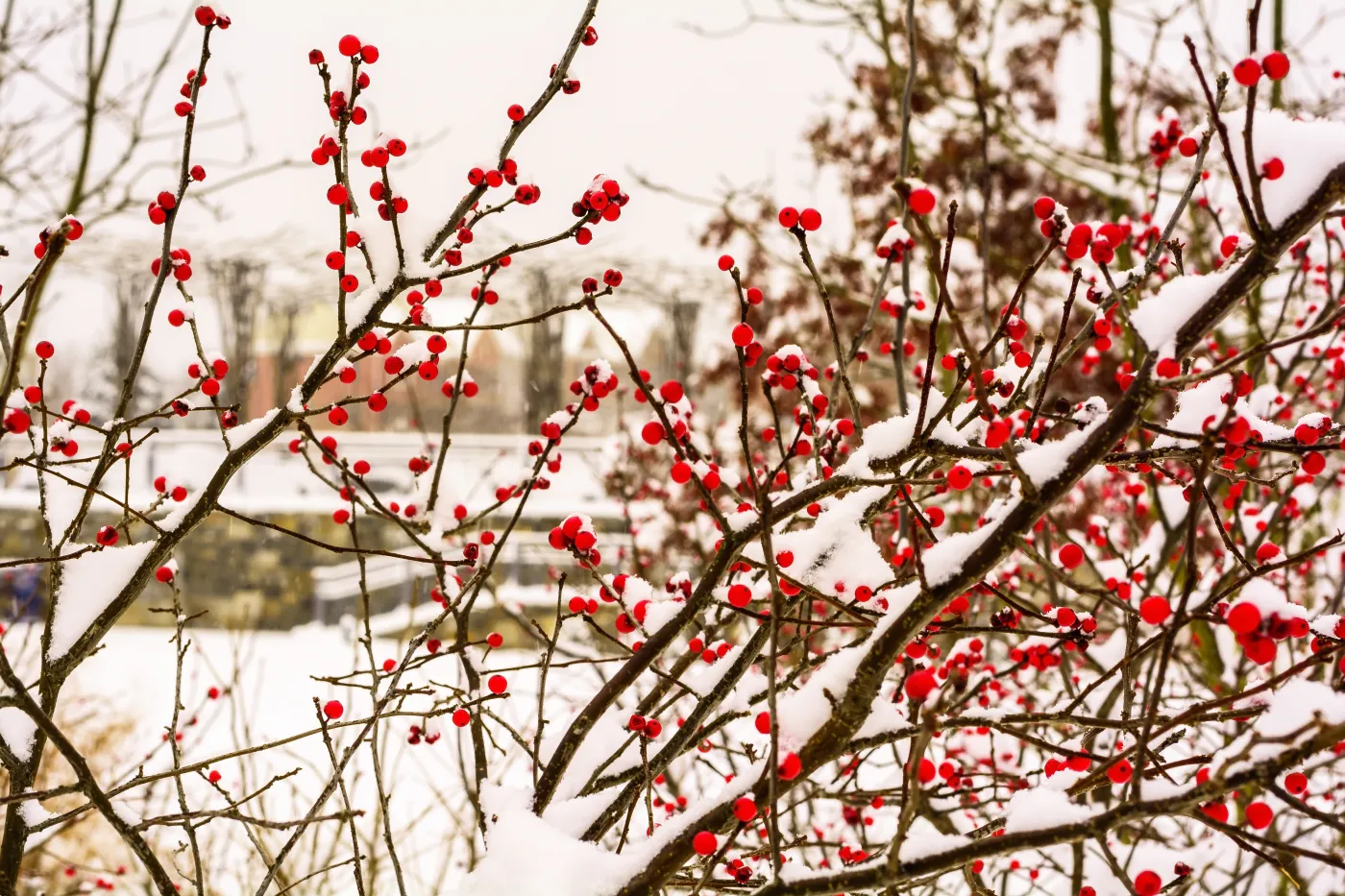 Olejowanie roślin ogrodowych. Po co je robić zimą?