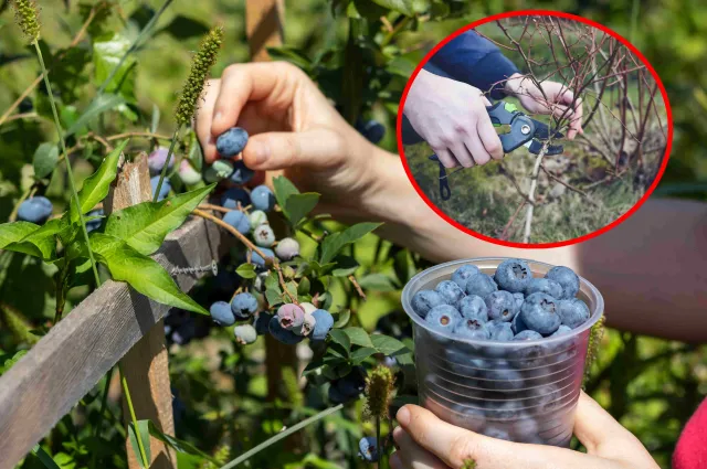 Borówka amerykańska jesienią. Zastosuj te 5 rad, a w przyszłym roku obsypie się owocami