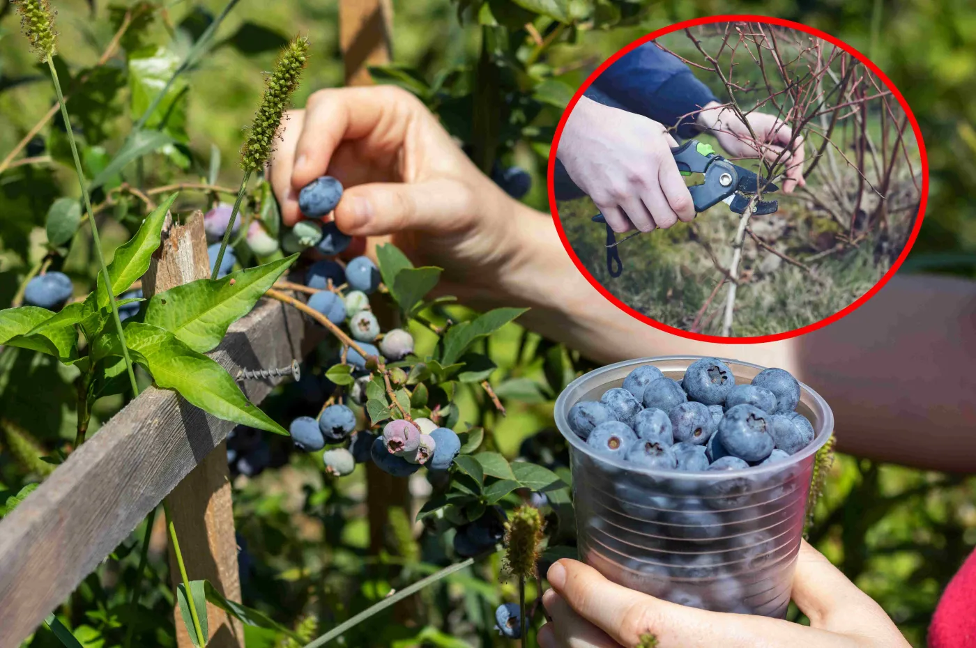 Gałązki borówki amerykańskiej będą uginać się od owoców. Zrób ten prosty zabieg już teraz