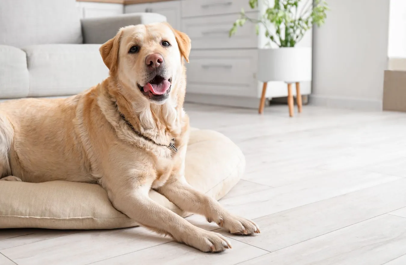 Mają wymówkę by, tyć. I to naukową