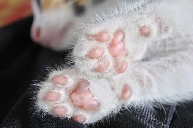 Skandal na planie programu. "Kot był już blisko przejścia za Tęczowy Most"