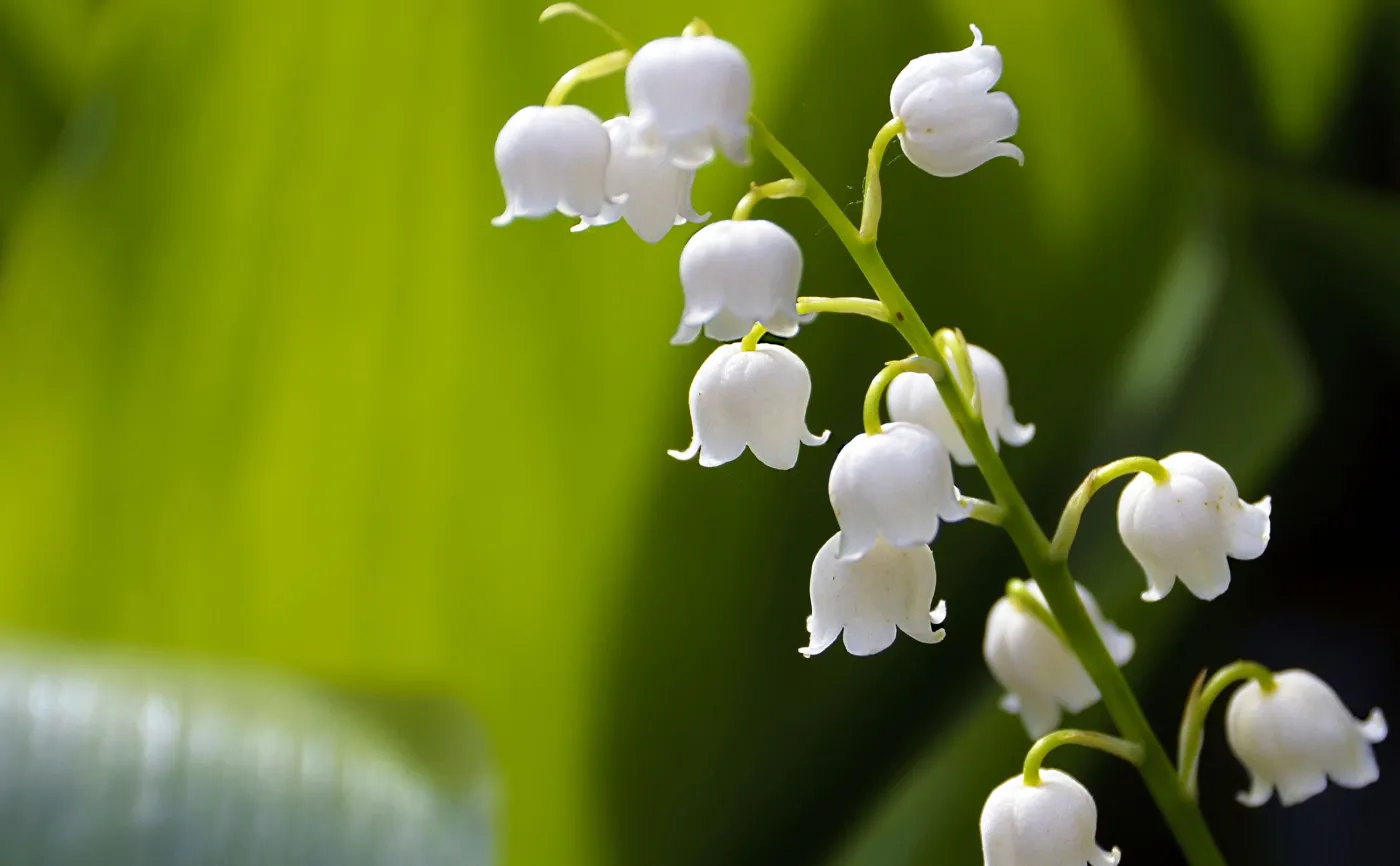 Idealne dla osób, które nie lubią prac w ogrodzie. Posadzisz je, a resztę zrobią same