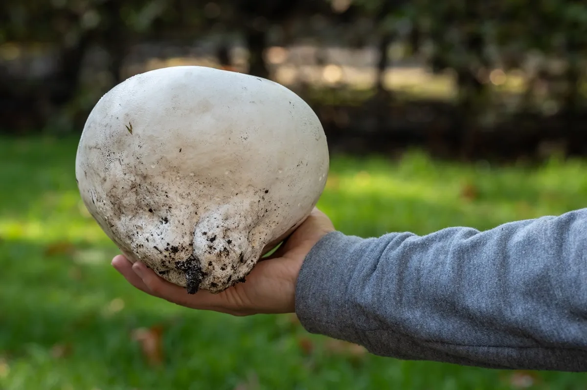 To nie kamień to czasznica olbrzymia! Grzyb gigant