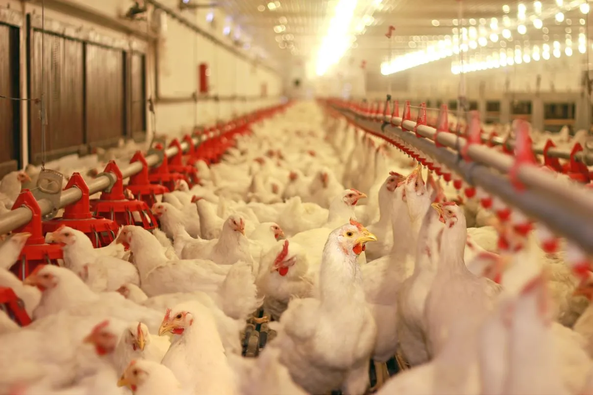 Mocny film z polskich ferm drobiu. Jakim cudem inspekcja nic nie stwierdziła?