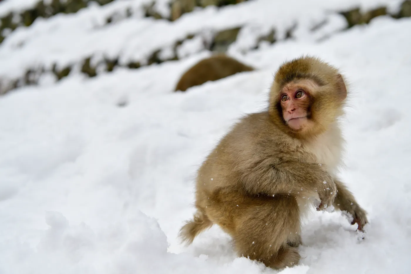Japanese,Snow,Monkeys,Bathing,In,Onsen,,Hot,Spring,,During,Winter,
