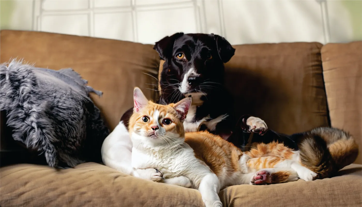 Nowe przepisy dla właścicieli kotów? Kluczowa poprawka w projekcie