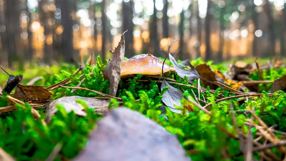 Będzie rekordowy wysyp grzybów. Regiony, w których będzie ich najwięcej