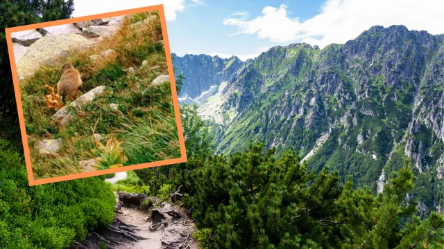 Niezwykle nagranie z Tatr podbija sieć. Turysta miał wielkie szczęście