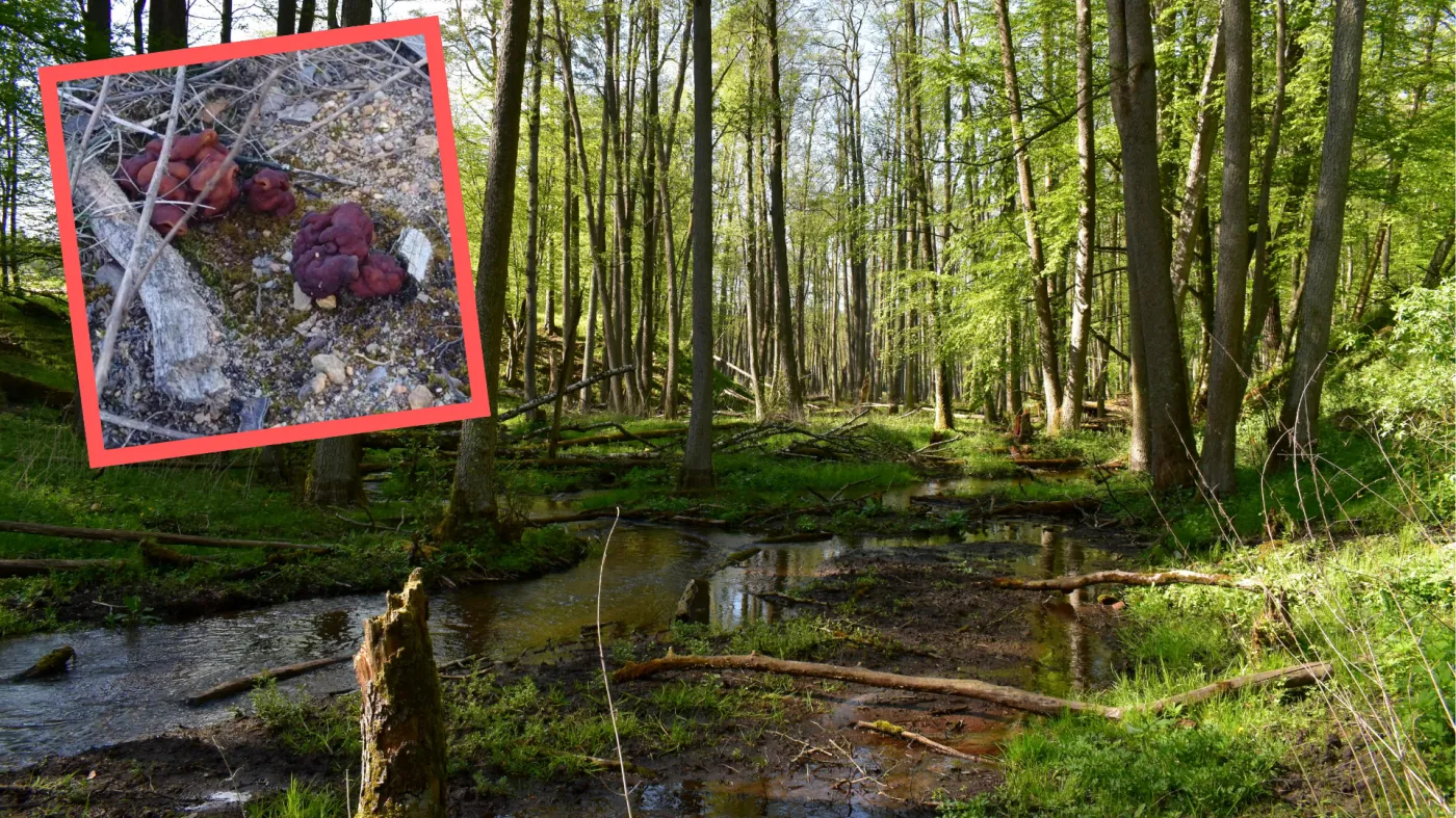 Leśnicy apelują o ostrożność. Pojawiły się w lasach. Stanowią śmiertelne zagrożenie