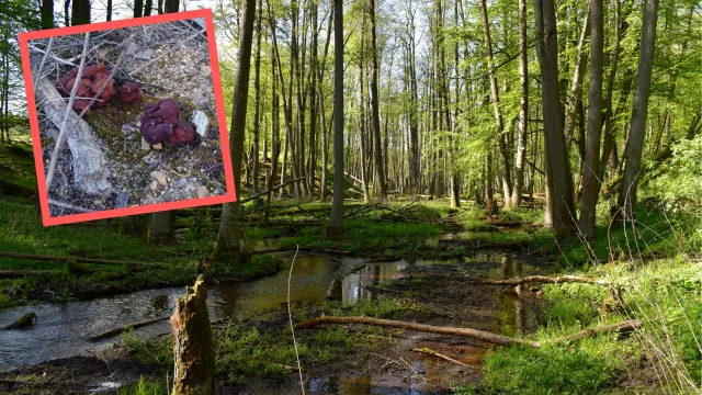 Leśnicy apelują o ostrożność. Pojawiły się w lasach. Stanowią śmiertelne zagrożenie