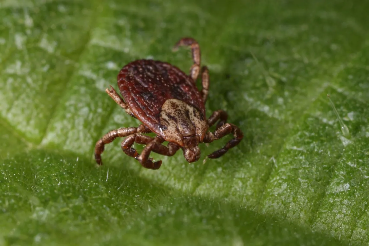 Dermacentor marginatus - kleszcz lasostepowy