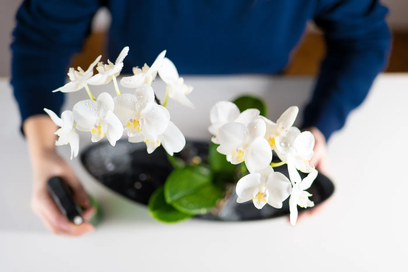 Nalej do szklanki i podlej storczyka. Obsypie się kwiatami i nie uschnie