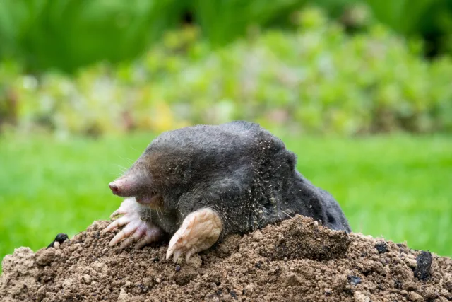 Posadź tę roślinę w ogrodzie. Kopce kretów na trawniku będą tylko wspomnieniem