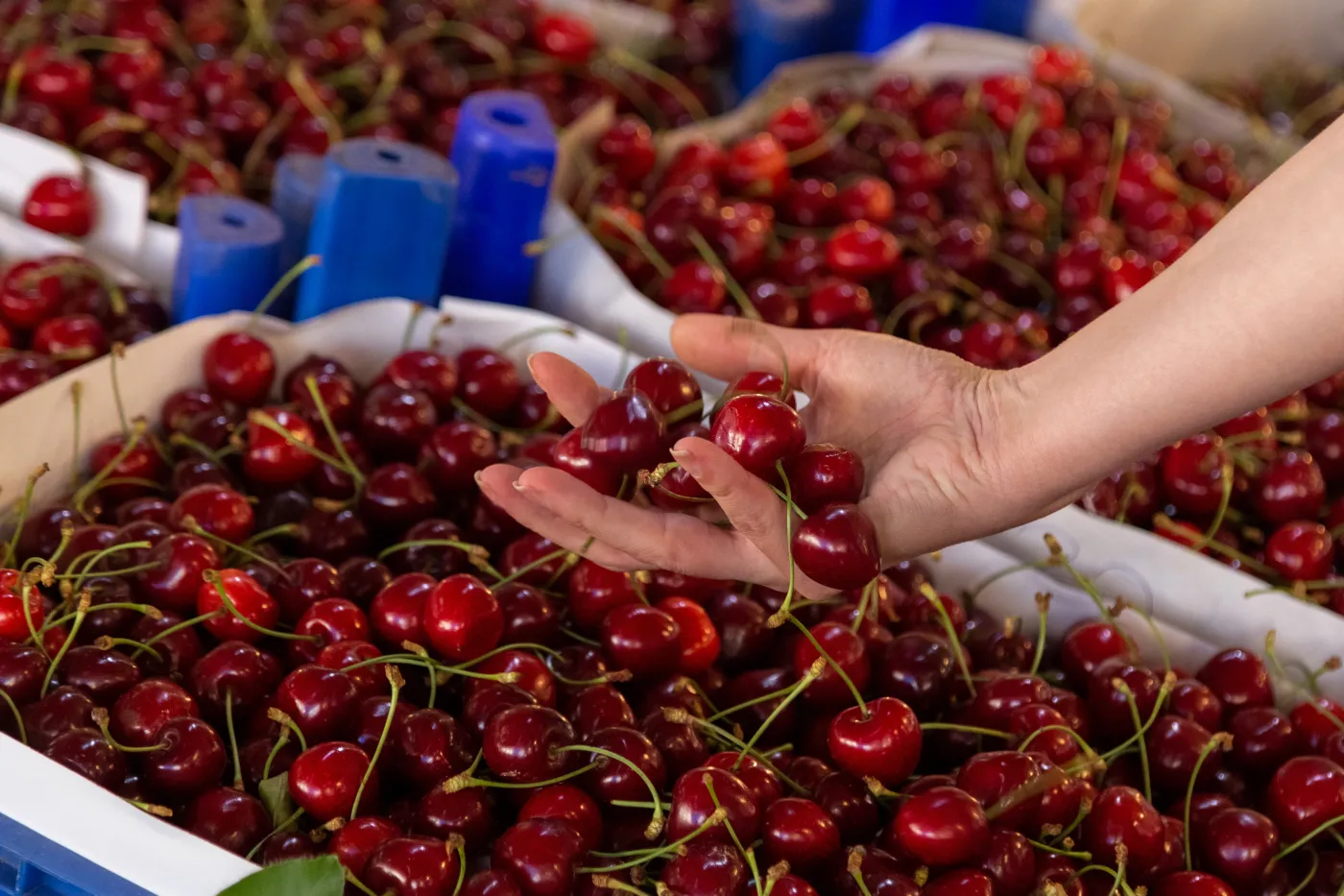 Przebadali w laboratorium czereśnie "prosto od rolnika". Wyniki są szokujące
