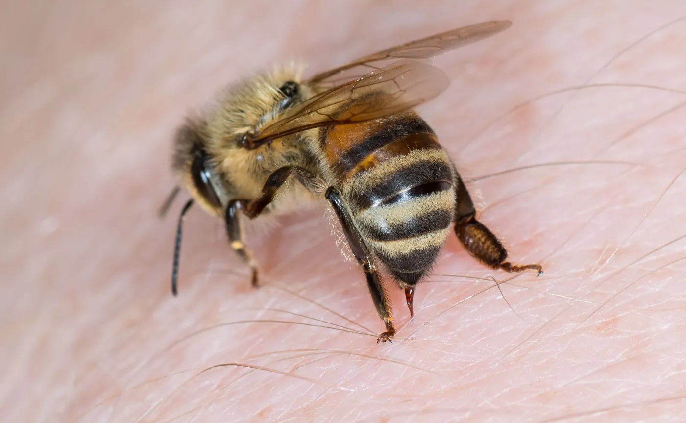 Uwaga! Większe ryzyko ukąszenia przez owady. Rady dla alergików