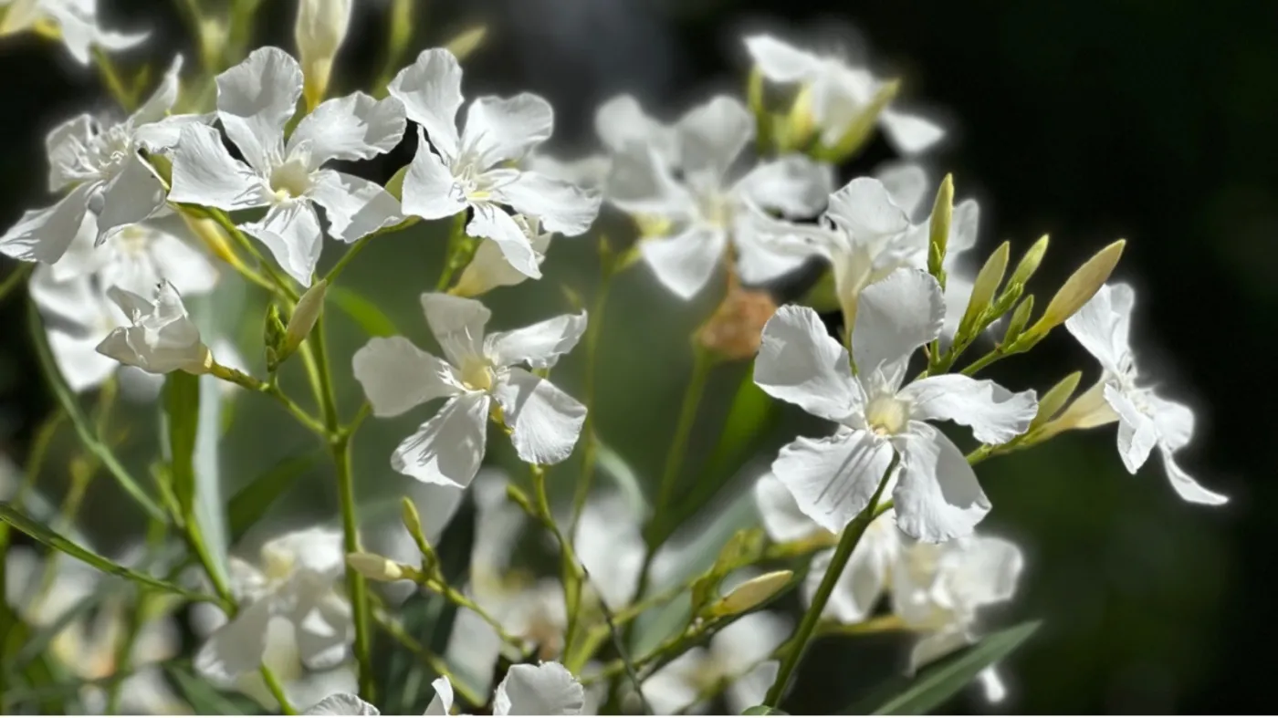oleander w ogrodzie zimowanie kiedy schować