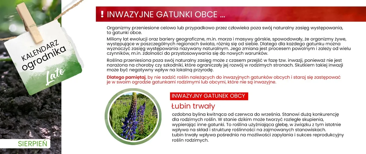 łubin trwały - inwazyjny gatunek obcy, zakaz