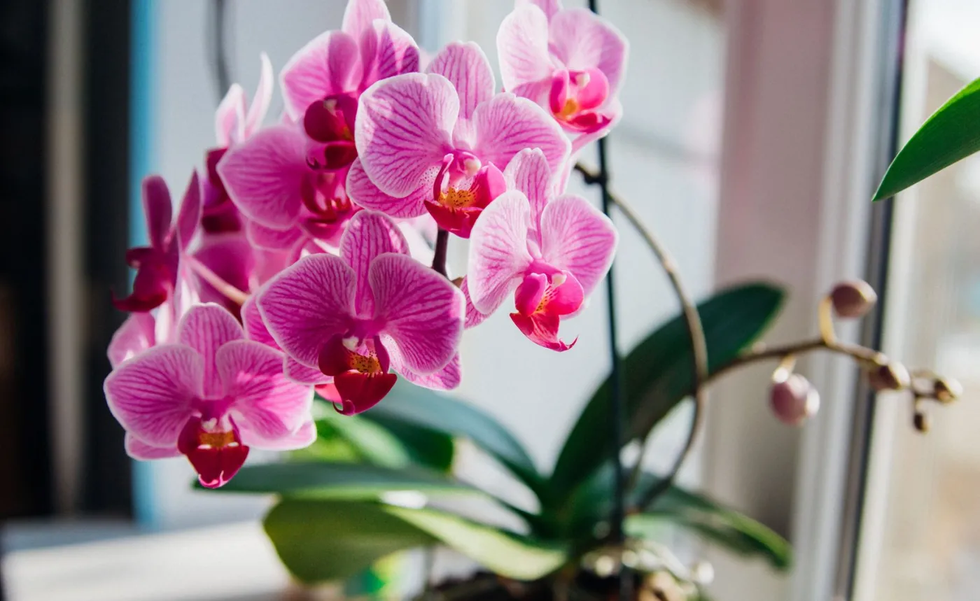 Dodaj do wody ten produkt z domowej apteczki i podlej storczyka. Roślina znów obsypie się kwiatami