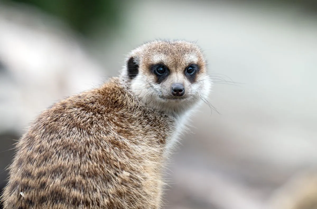 "Nakarm surykatkę swoim ex". Nietypowa akcja łódzkiego zoo na Walentynki