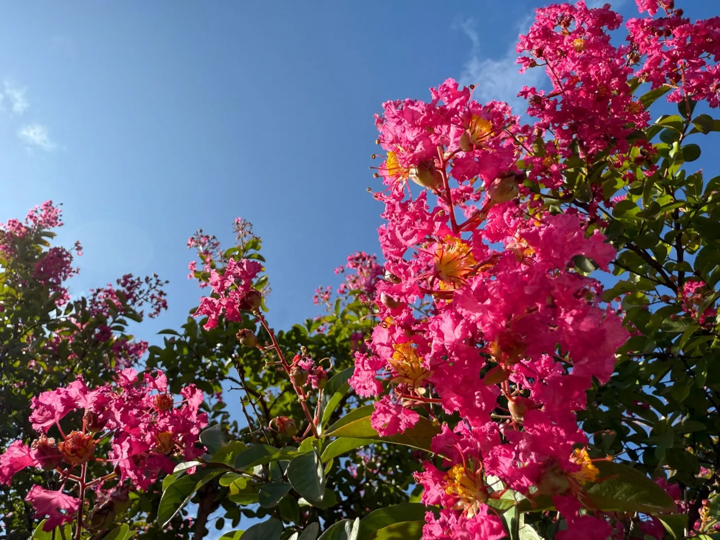 Lagerstroemia pięknie kwitnie aż do 120 dni