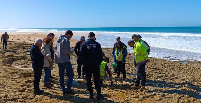 Niezwykłe znalezisko na plaży w Portugali. Szczątki sprzed 10 mln lat