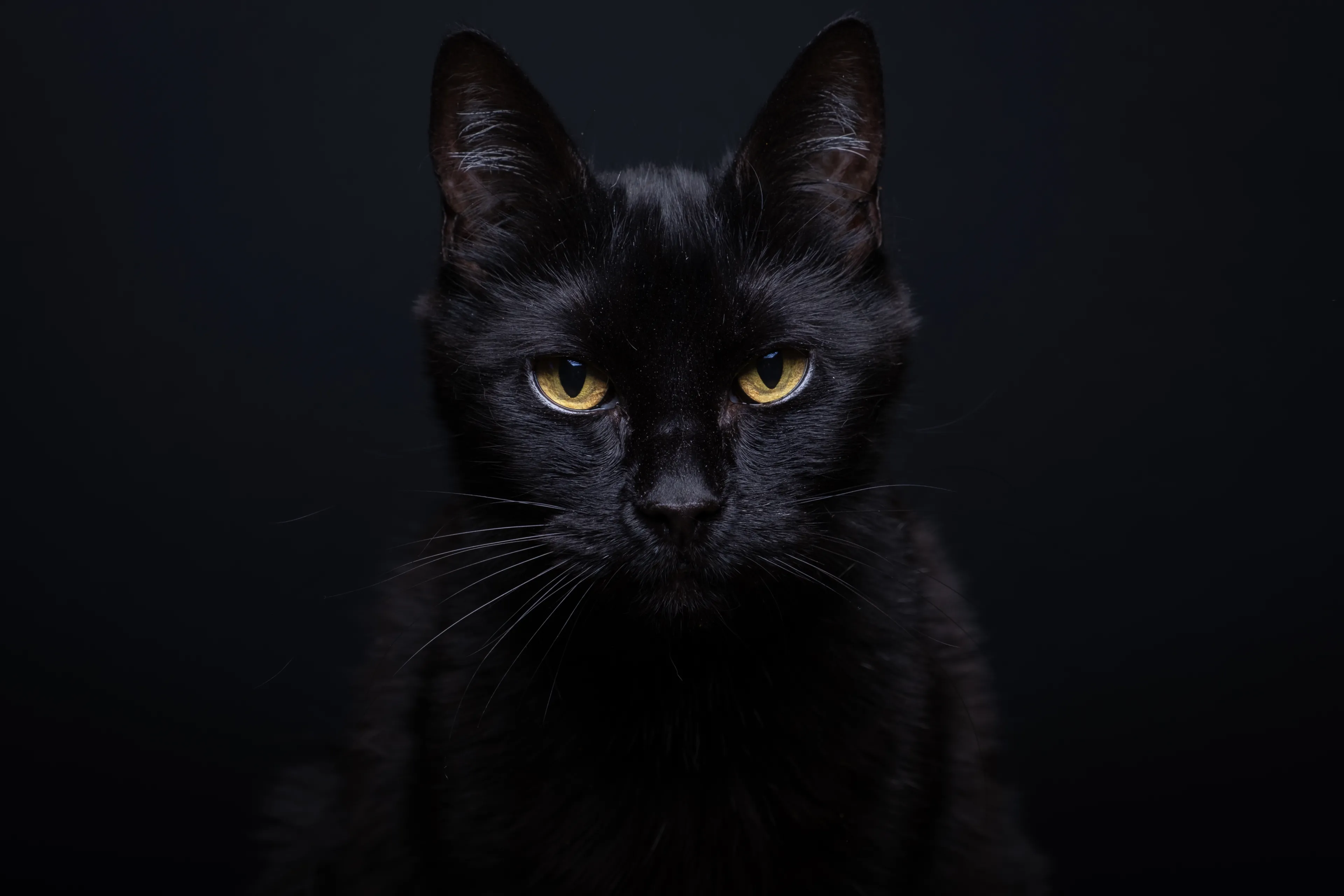 QUIZ: „Mistrz i Małgorzata”. Co pamiętasz z tej magicznej powieści? 10/16 tylko dla znawców