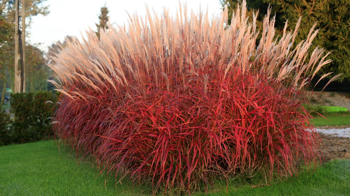 Miskant 'Lady in Red' PBR, Szkółka Słowińscy