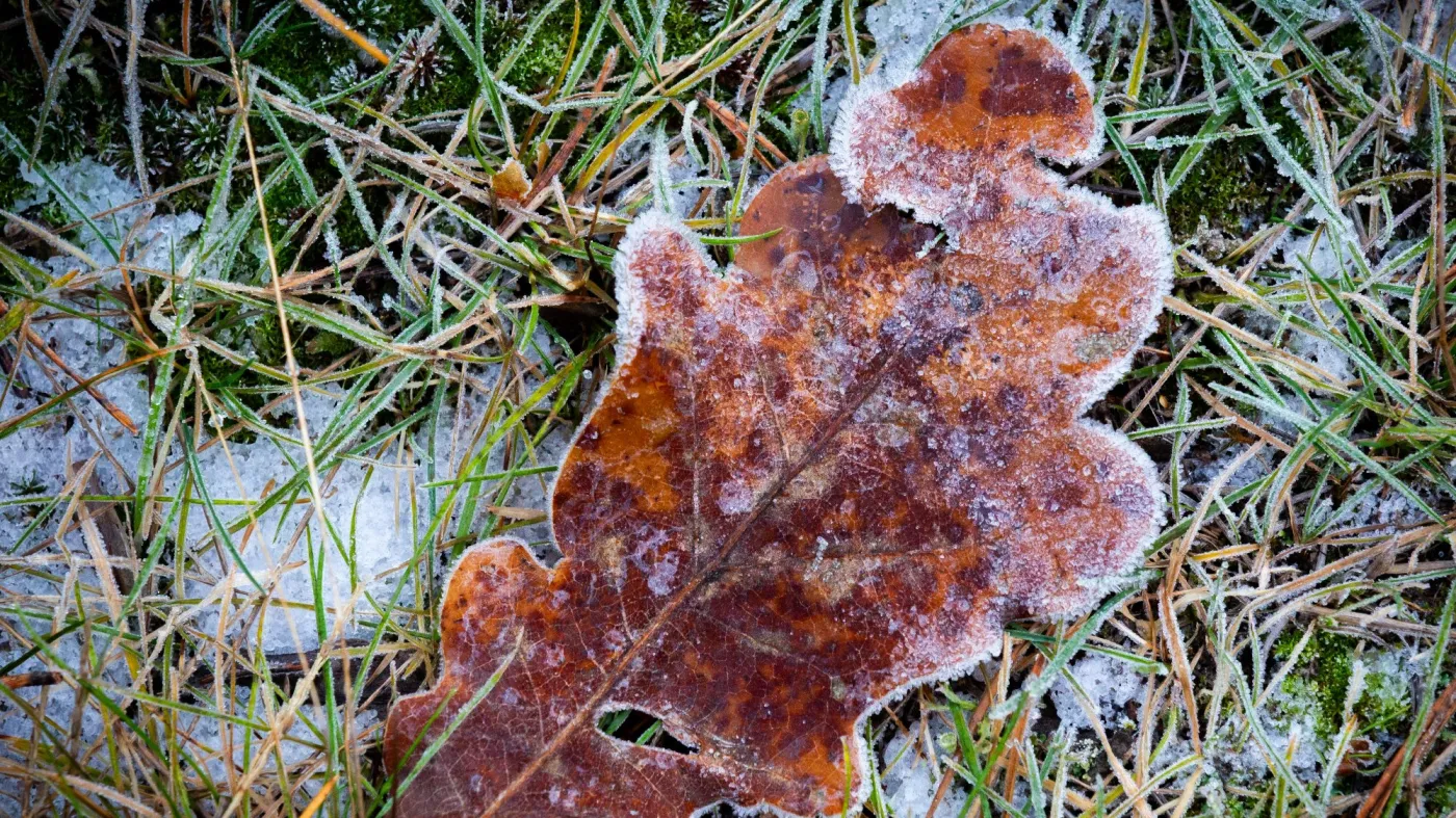 pogoda, liść, przymrozek, jesień, zima, śnieg