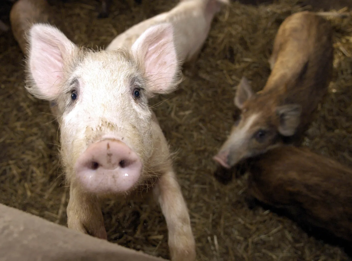 Polskie mięso wraca do Rosji