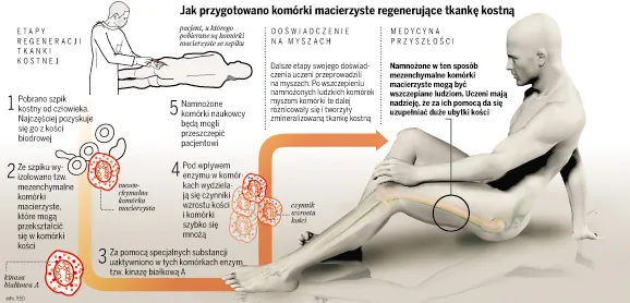 Złamane kości same odrosną