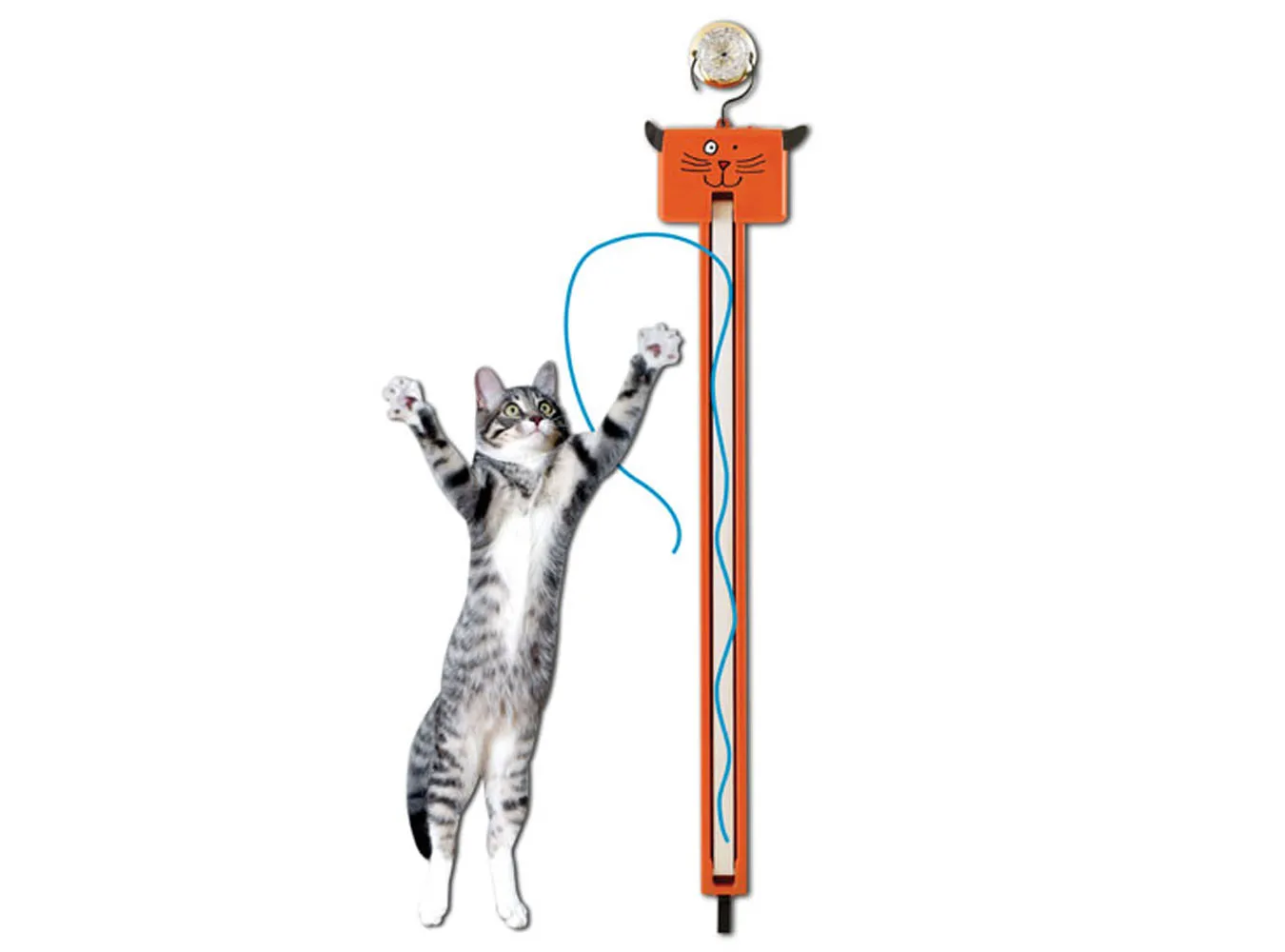 Jak rozbawić własnego kota?