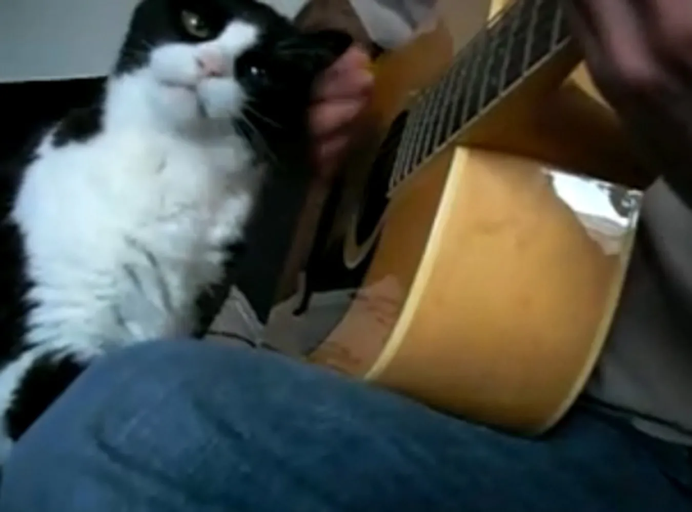 Hit internetu kot z gitarą