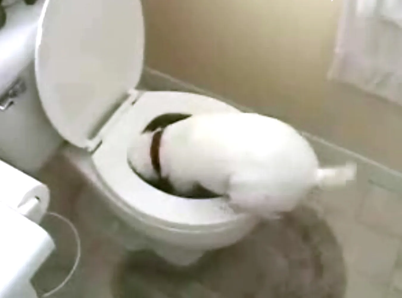 Groza czai się w... klozecie