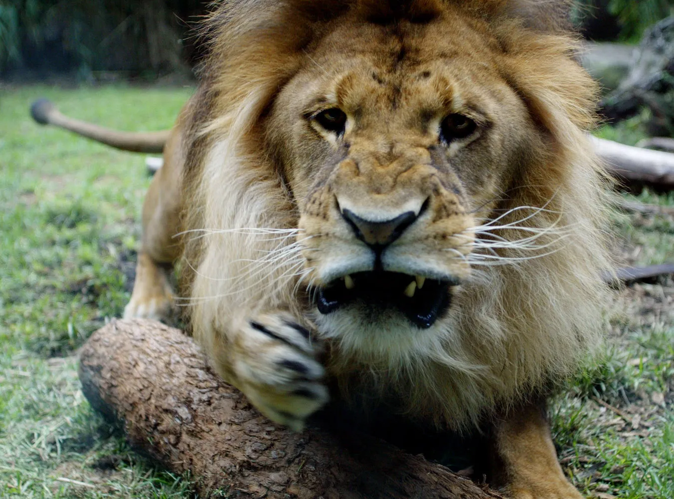 Lew Malutki przeszedł operację jelita