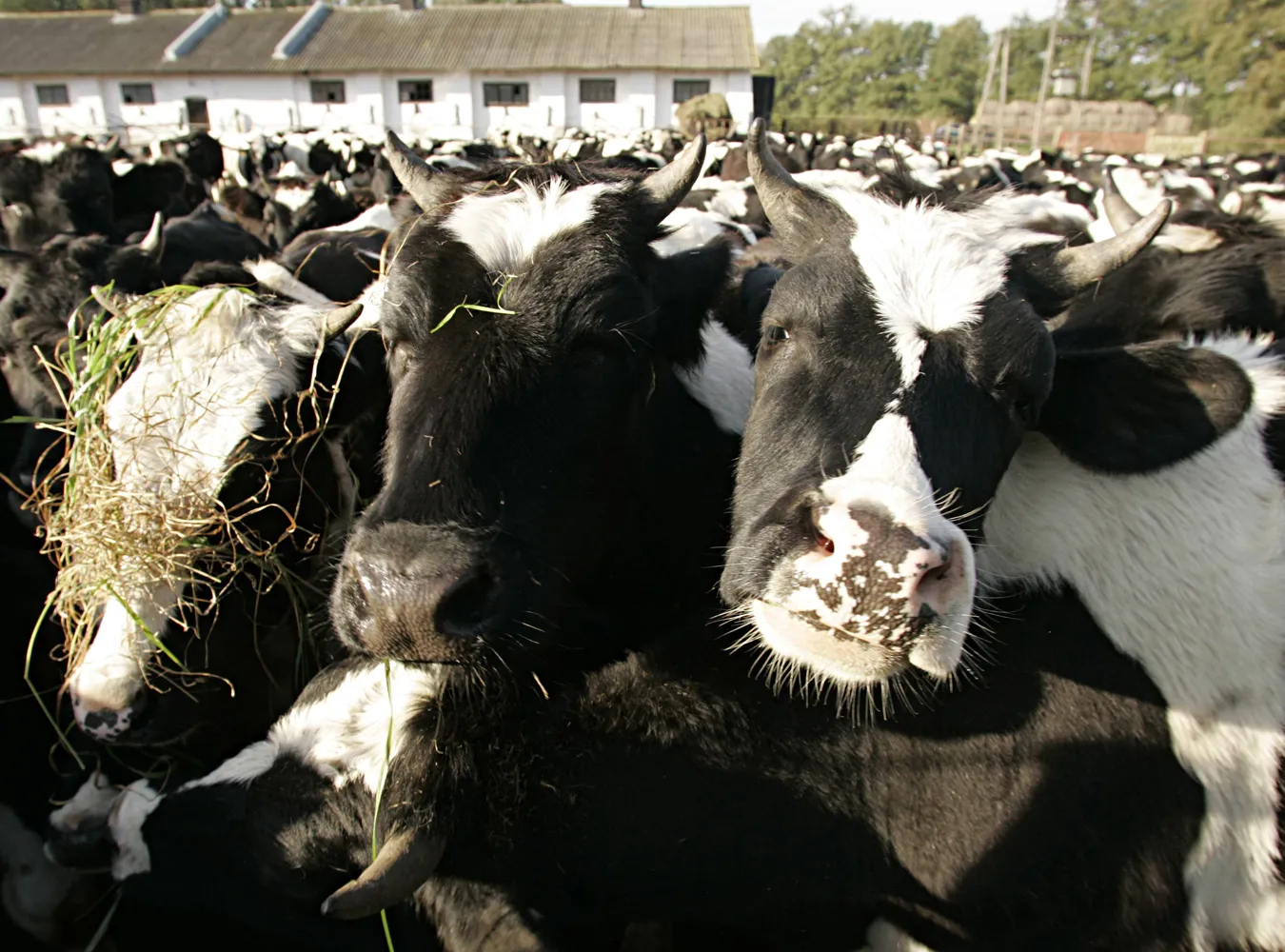 Nie pasaj krów pod linią wysokiego napięcia