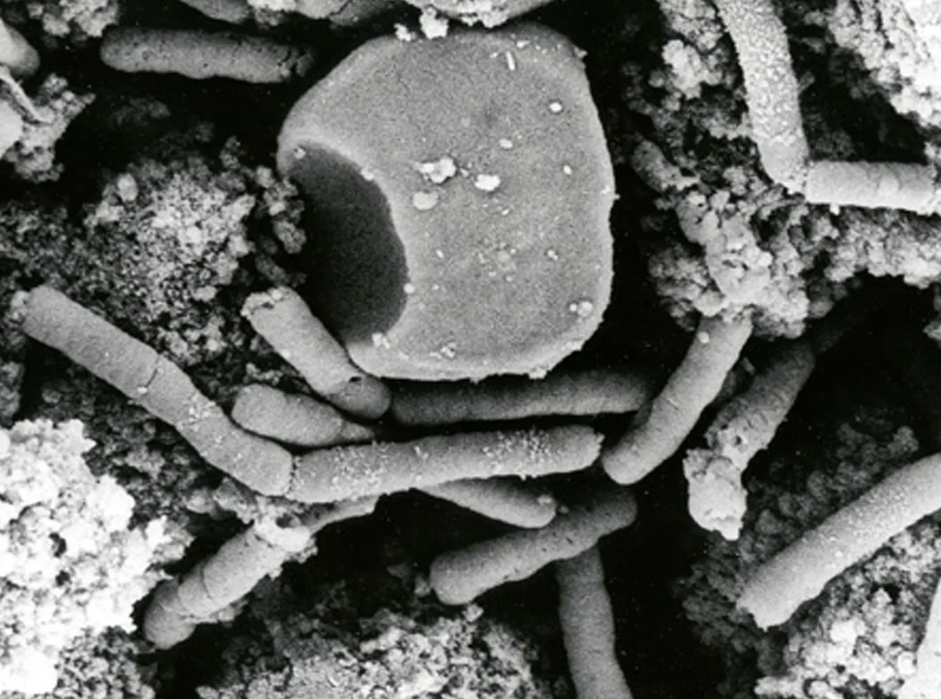 Nowa superbakteria jest już w Europie