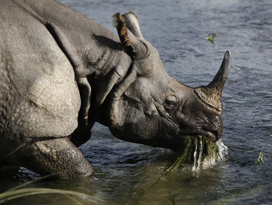 Plantacja konopi na wybiegu dla... nosorożców