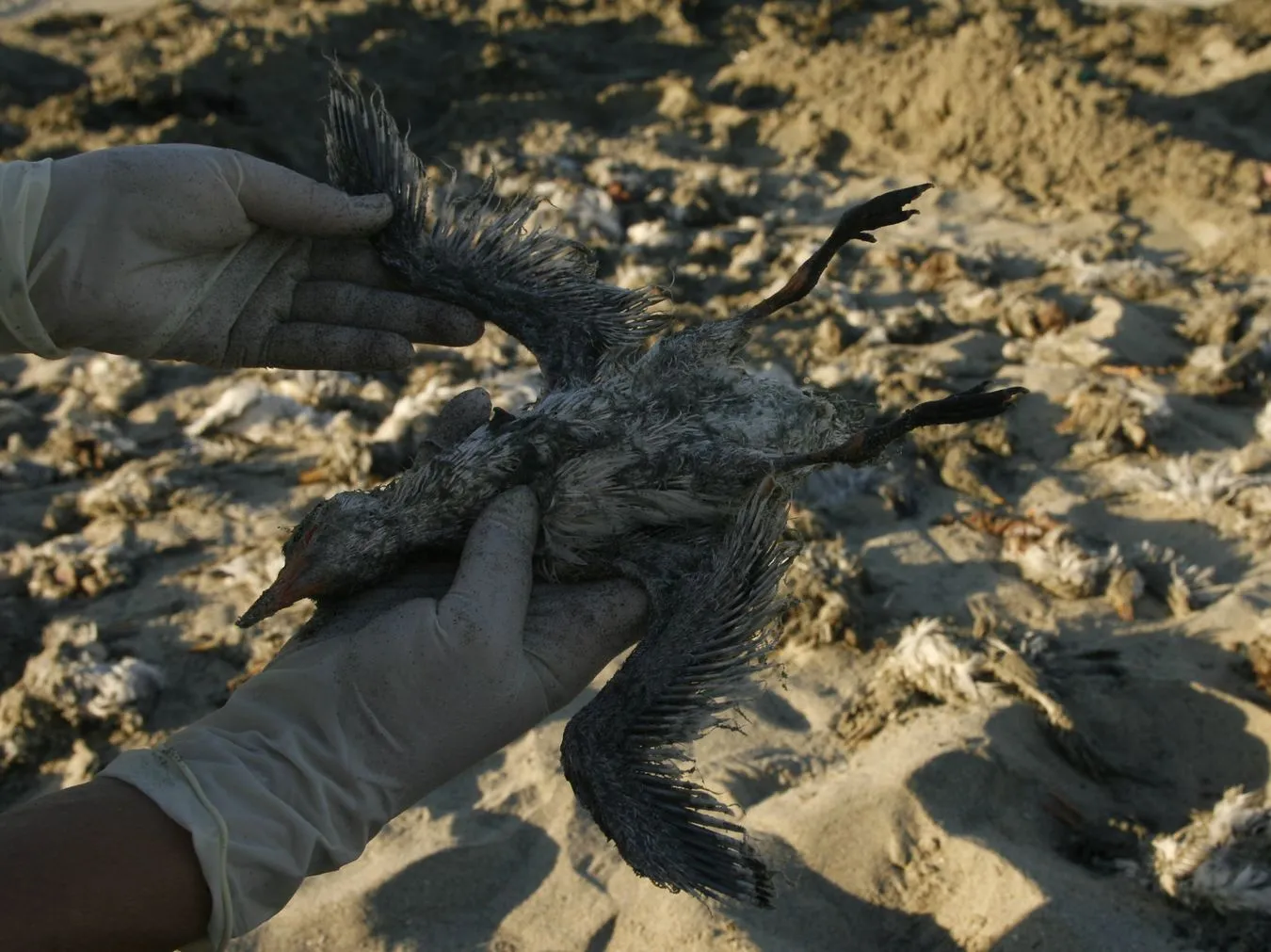 Coś zabija ptaki na całym świecie