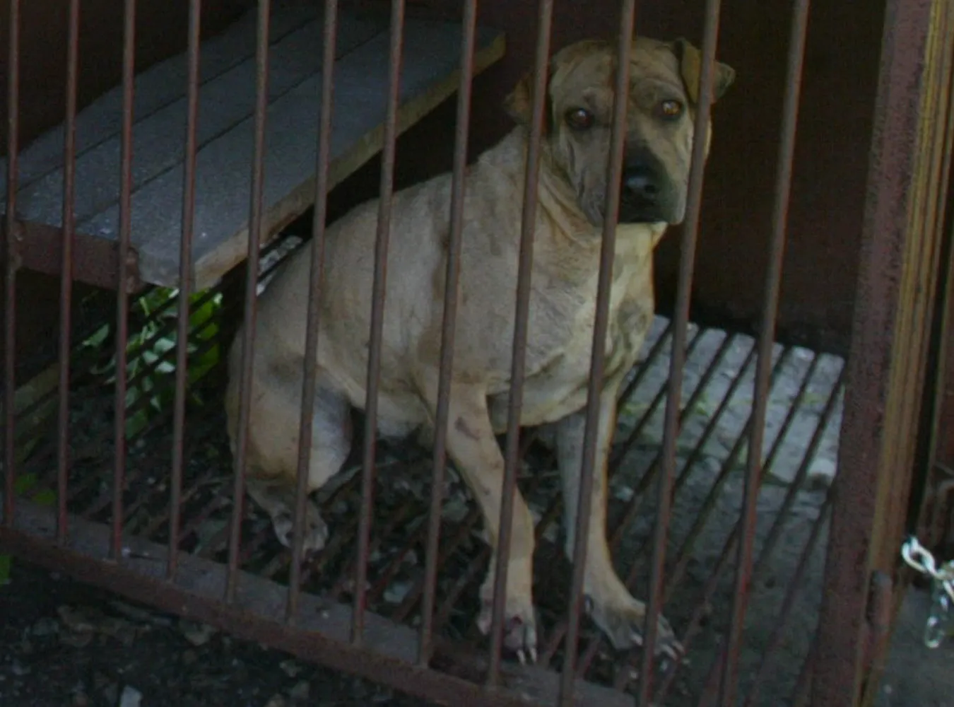 Pies,który pogryzł 11-latkę i jej matkę